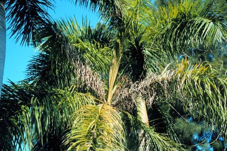 Manganese deficiency in royal palm