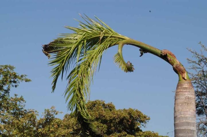 Severe boron deficiency in royal palm