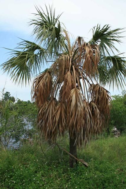 Figure 8. Texas phoenix palm decline in sabal palms.