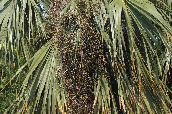 Figure 2. Sabal palm fruit stalk.