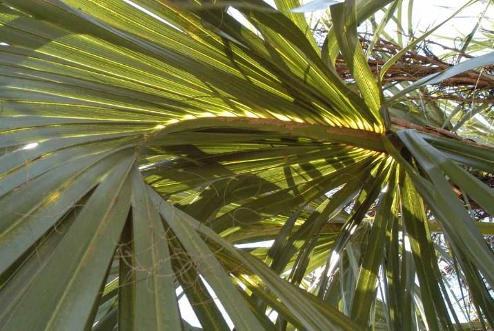 Figure 10. Natural clearing in sabal palm leaf blade.