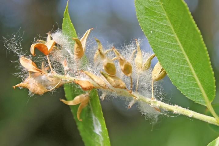 Figure 4. Fruit, Young—Salix babylonica.: weeping willow
