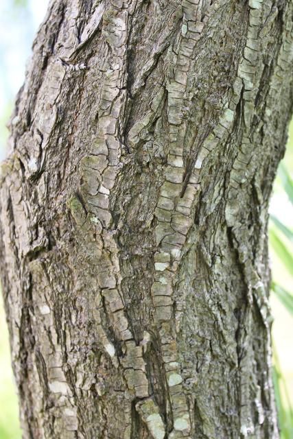 Figure 6. Bark—Salix babylonica.: weeping willow