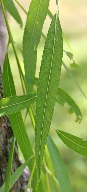 Figure 2. Leaf—Salix babylonica.: weeping willow