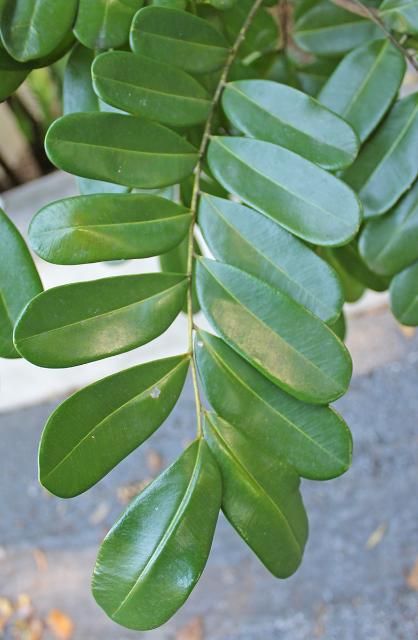 Figure 4. Leaf - Simarouba glauca: paradise-tree