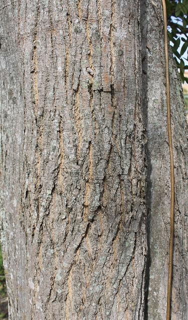 Figure 7. Bark - Simarouba glauca: paradise-tree