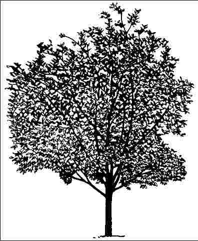 Figure 1. Middle-aged Sorbus aucuparia: European mountain ash