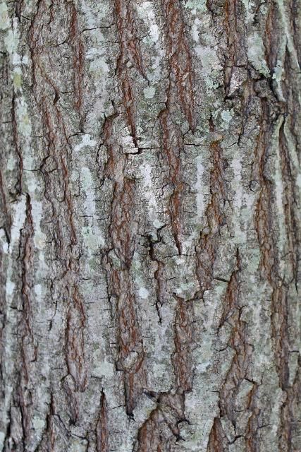 Figure 6. Bark—Swietenia mahagoni: mahogany