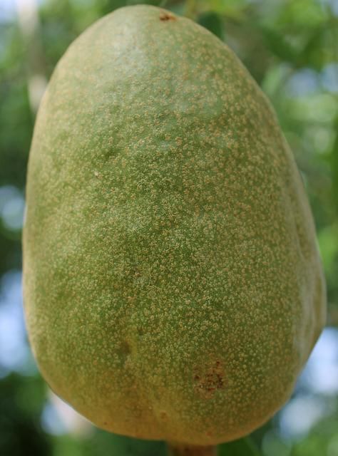Figure 5. Fruit—Swietenia mahagoni: mahogany