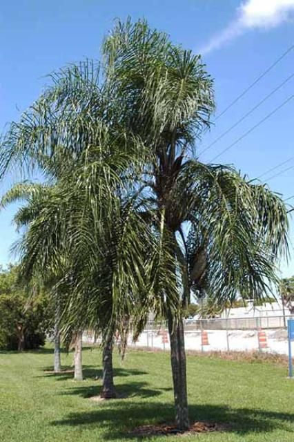 Figure 1. Queen palm, Syagrus romanzoffiana.