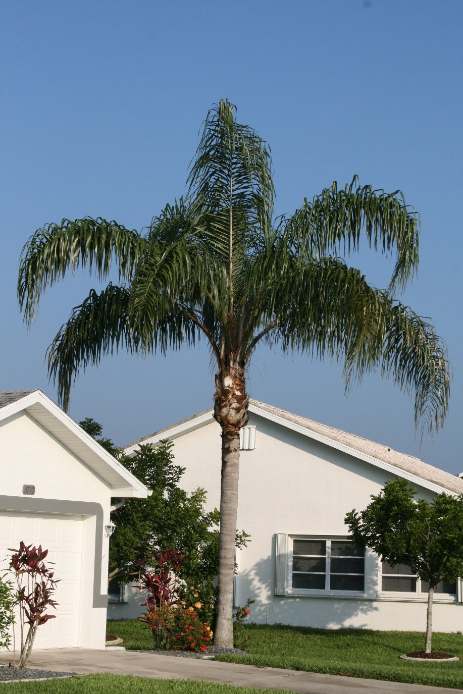 Queen palm, Syagrus romanzoffiana.