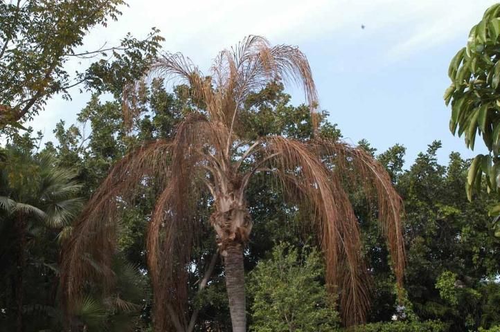 Freeze-dried appearance of queen palm killed by Fusarium wilt.