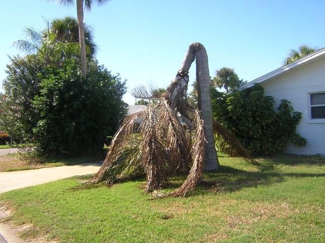 Toppled crown of queen palm caused by Thielaviopsis trunk rot.