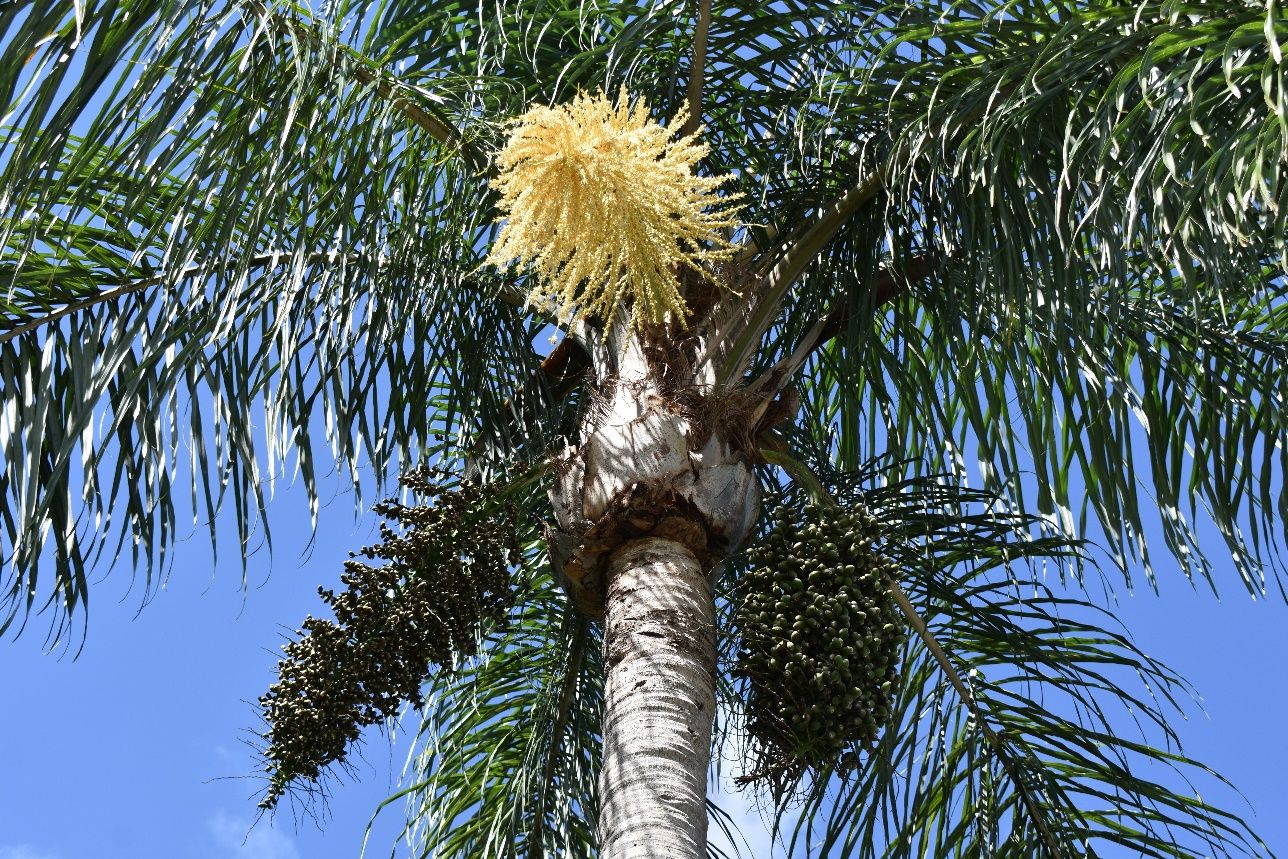 Inflorescence and immature fruit stalk on queen palm.