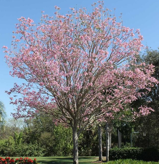 Figure 1. Full Form—Tabebuia heterophylla: Pink trumpet tree