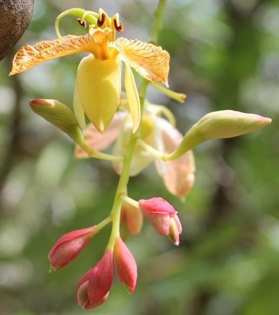 Figure 4. Flower—Tamarindus indica: tamarind