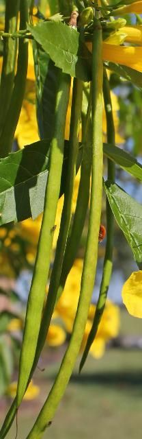 Figure 5. Fruit—Tecoma stans: yellow elder