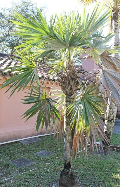 Figure 1. Full Form—Leucothrinax morrisii: key thatch palm