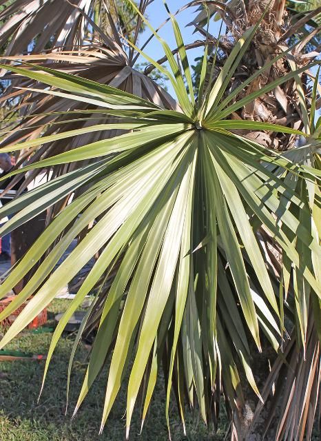 Figure 3. Leaf—Leucothrinax morrisii: key thatch palm