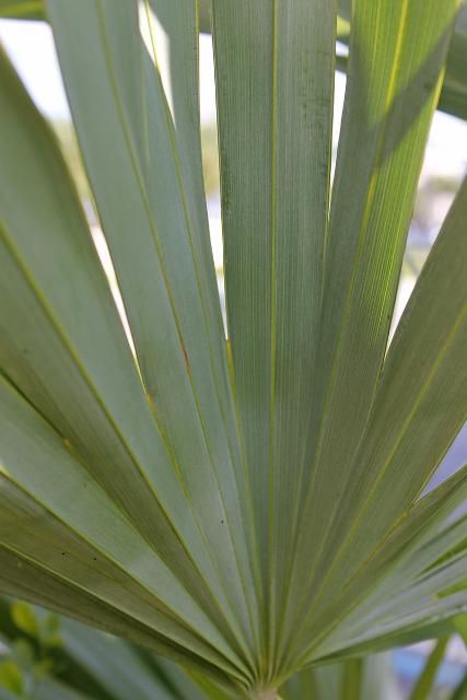 Figure 4. Leaf, Underside—Leucothrinax morrisii: key thatch palm