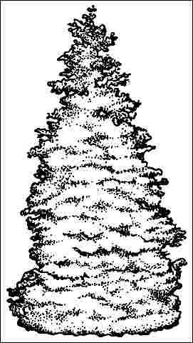 Figure 1. Mature Thuja plicata 'Canadian Gold': 'Canadian Gold' Giant Arborvitae