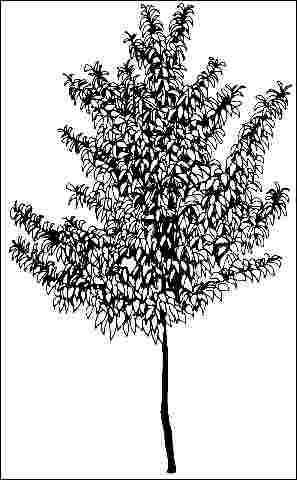 Figure 1. Middle-aged Tilia cordata 'Glenleven': 'Glenleven' littleleaf linden