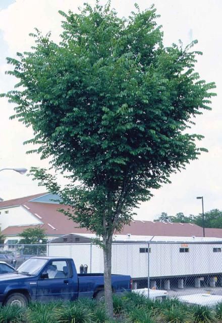 Figure 1. Young Ulmus americana var. floridana: Florida elm