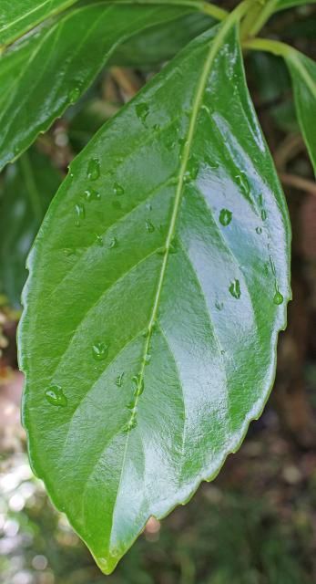 Figure 3. Leaf - Viburnum odoratissimum var. awabuki: Awabuki sweet viburnum