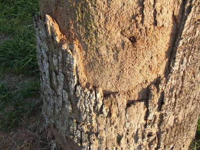 Figure 14. Trunk erosion on Washingtonia robusta