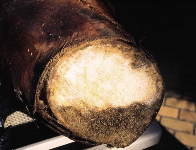 Figure 6. Cross section through trunk of Washingtonia robusta infected with Thielaviopsis paradoxa.