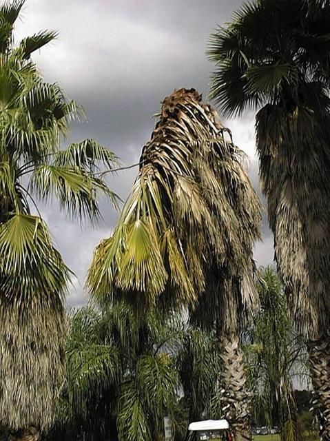 Figure 7. Collapse of a Washingtonia robusta caused by Thielaviopsis trunk rot.