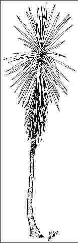 Middle-aged Yucca gigantea 'Variegata': Variegated spineless yucca.