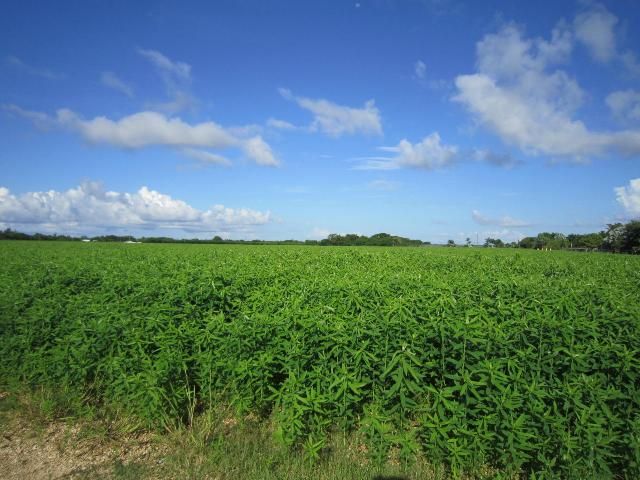 Figure 1. Sunn hemp growing in southern Florida.