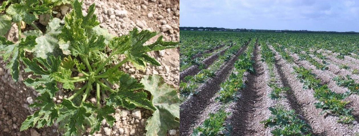 Figure 5. Symptoms of Tobacco streak virus (TSV), on zucchini squash (left), and a severely infected field of squash in Homestead, FL (right).