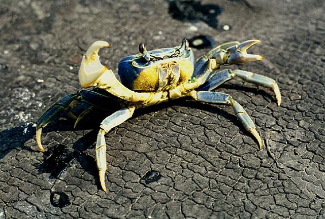 Figure 1. An adult Blue Land Crab. Compare photos of blue land crabs (Cardisoma guanhumi) and blue crabs (Callinectes sapidus) at http://marinefisheries.org/crabs.htm.