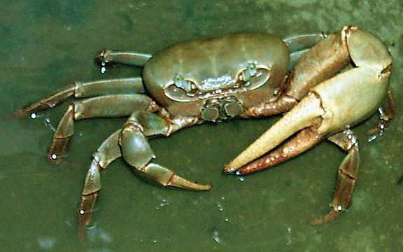 Figure 2. This egg-bearing female blue land crab was found in Snapper Creek (near Miami) about one mile upstream from the ocean. Note the color; females are sometimes light gray or white.