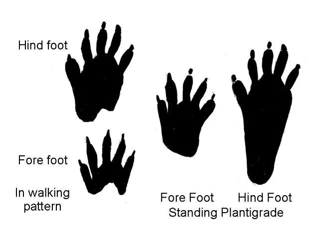 Figure 6. Raccoon tracks showing both the walking pattern and the tracks when the raccoon is standing flat-footed (plantigrade). The long slender toes easily differentiate raccoon from dog, fox, and cat tracks.