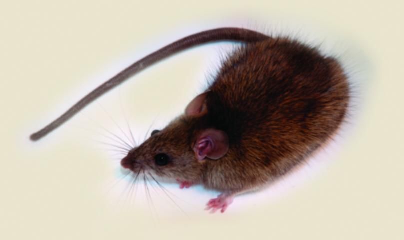 Figure 2. Roof rat.