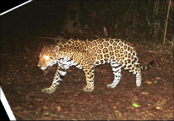Figure 1. The jaguar (Panthera onca), also called panther, tigre, or onza, is the largest and most powerful cat in the western hemisphere. Much like its relative the Florida panther (Puma concolor), this cat is threatened by human activities.