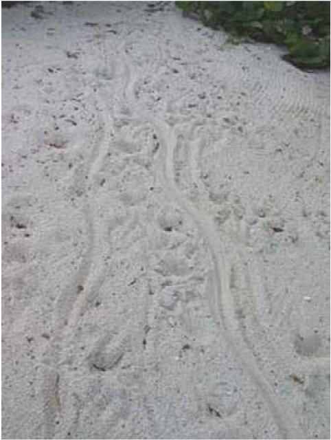 Figure 2. Crocodile tail drag on a sand beach.