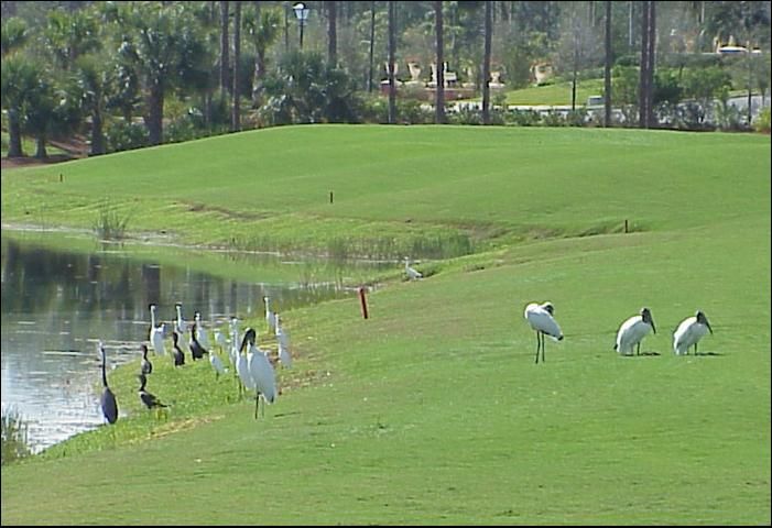 Figure 1. Wood storks, cormorants, herons, and egrets are among waterbirds observed at a golf course pond in southwest Florida.