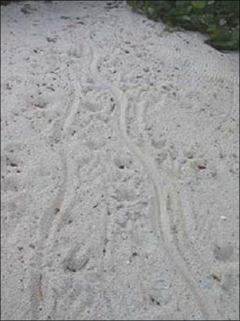Figure 2. Huella dejada por el arrastre de la cola de un cocodrilo en una playa arenosa. Créditos fotográficos: Michael Cherkiss.