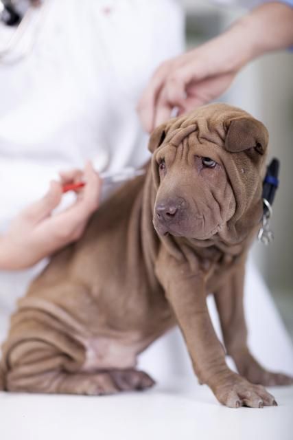 Figure 1. According to Florida law, all dogs, cats, and ferrets greater than 4 months of age must be vaccinated against rabies by a licensed veterinarian.