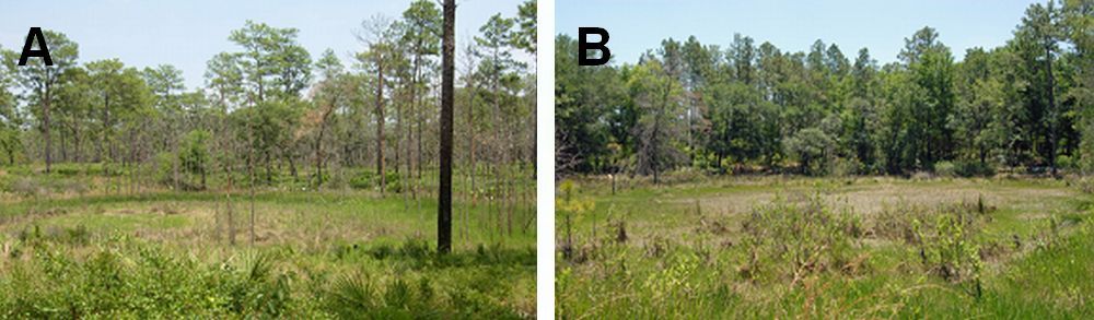 Figure 4. Gopher frog breeding ponds surrounded by habitat that has been regularly burned (A) and habitat where fire has been excluded (B). Note the difference in the widely spaced pine trees and sunny conditions in the fire-maintained habitat (A) and the dense hardwood trees and shady conditions in the fire-suppressed habitat (B).
