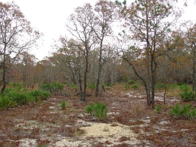 Figure 9. Upland turkey oak (Quercus laevis) barren sandhill habitat is also excellent habitat for Florida pinesnakes. When prescribed fire is used to manage oak-dominated sandhills they eventually revert back to pine-dominated systems and remain very suitable for Florida pinesnakes.