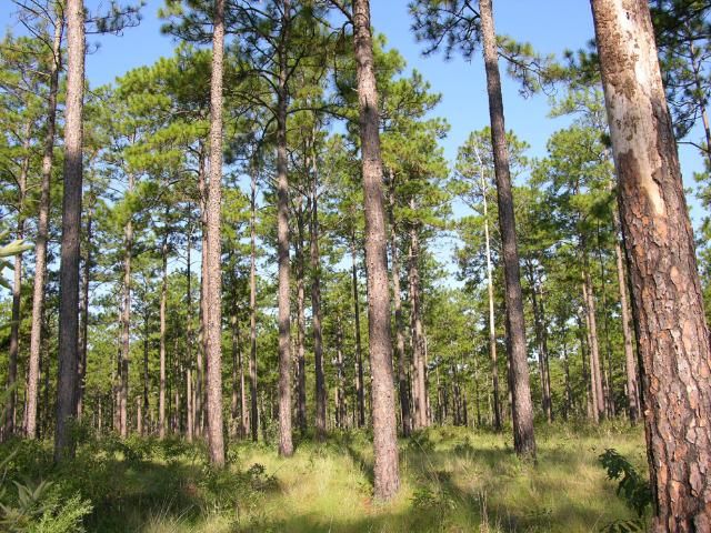Figure 8. Upland longleaf pine-wiregrass (Pinus palustris - Aristida beyrichiana) habitat is excellent habitat for Florida pinesnakes. This habitat requires prescribed burning to maintain the appropriate conditions for Florida pinesnakes and many other species.