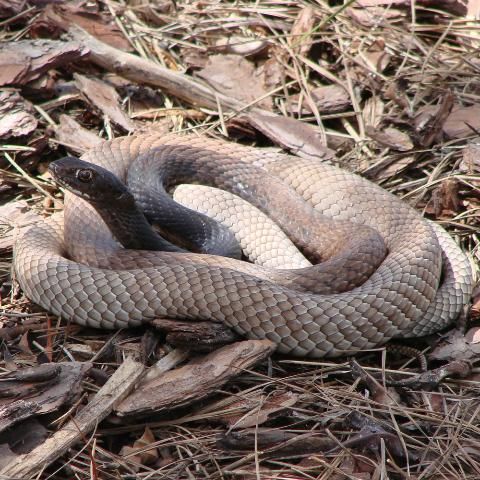 Figure 3. The eastern coachwhip (Coluber flagellum flagellum) is similar in appearance to the Florida pinesnake, but has a dark brown-black head and lacks obvious blotches.