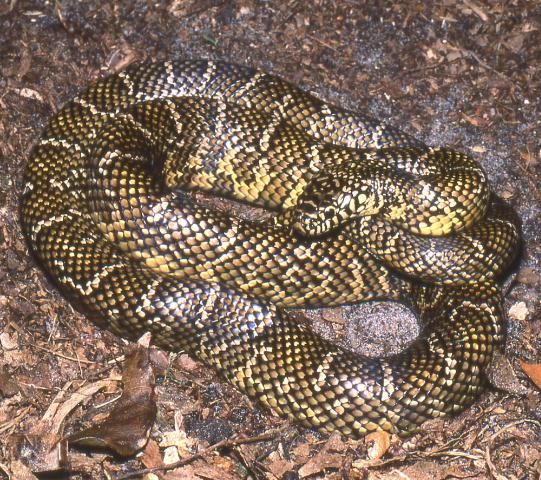 Figure 4. The Florida kingsnake (Lampropeltis getula floridana) is similar in appearance to the Florida pinesnake, but has a faint, banded pattern and lacks obvious blotches or an enlarged rostral scale.