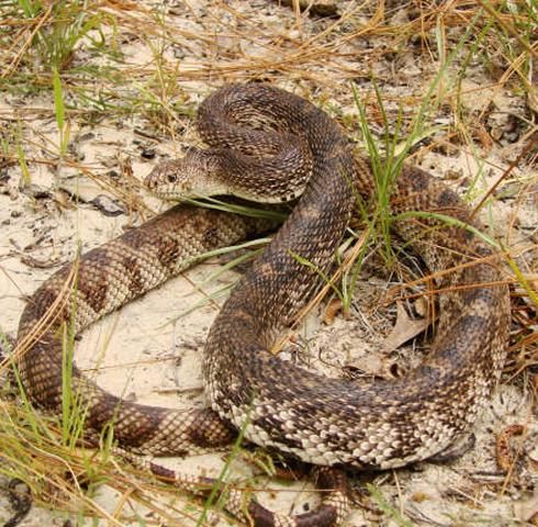 Figure 1. The markings of adult Florida pinesnakes are indistinct toward the head, but become more obvious toward the tail. Coloration of Florida pinesnakes varies regionally—some individuals may be much paler or darker than the adult shown here.
