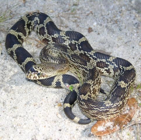Figure 2. The markings of young Florida pinesnakes are much more distinct than those of adults.